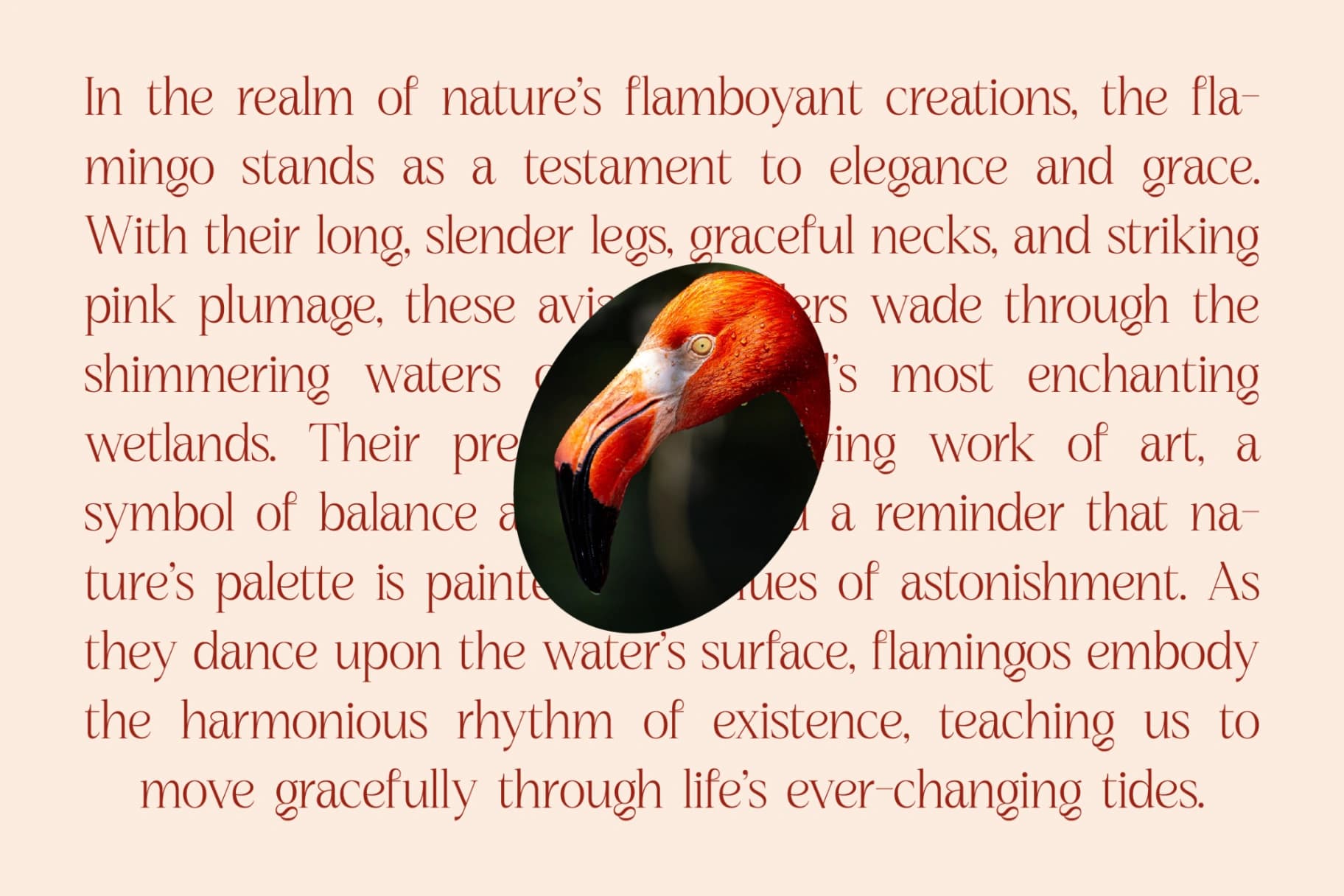 Preview 11 for Nagista – Modern Serif Font