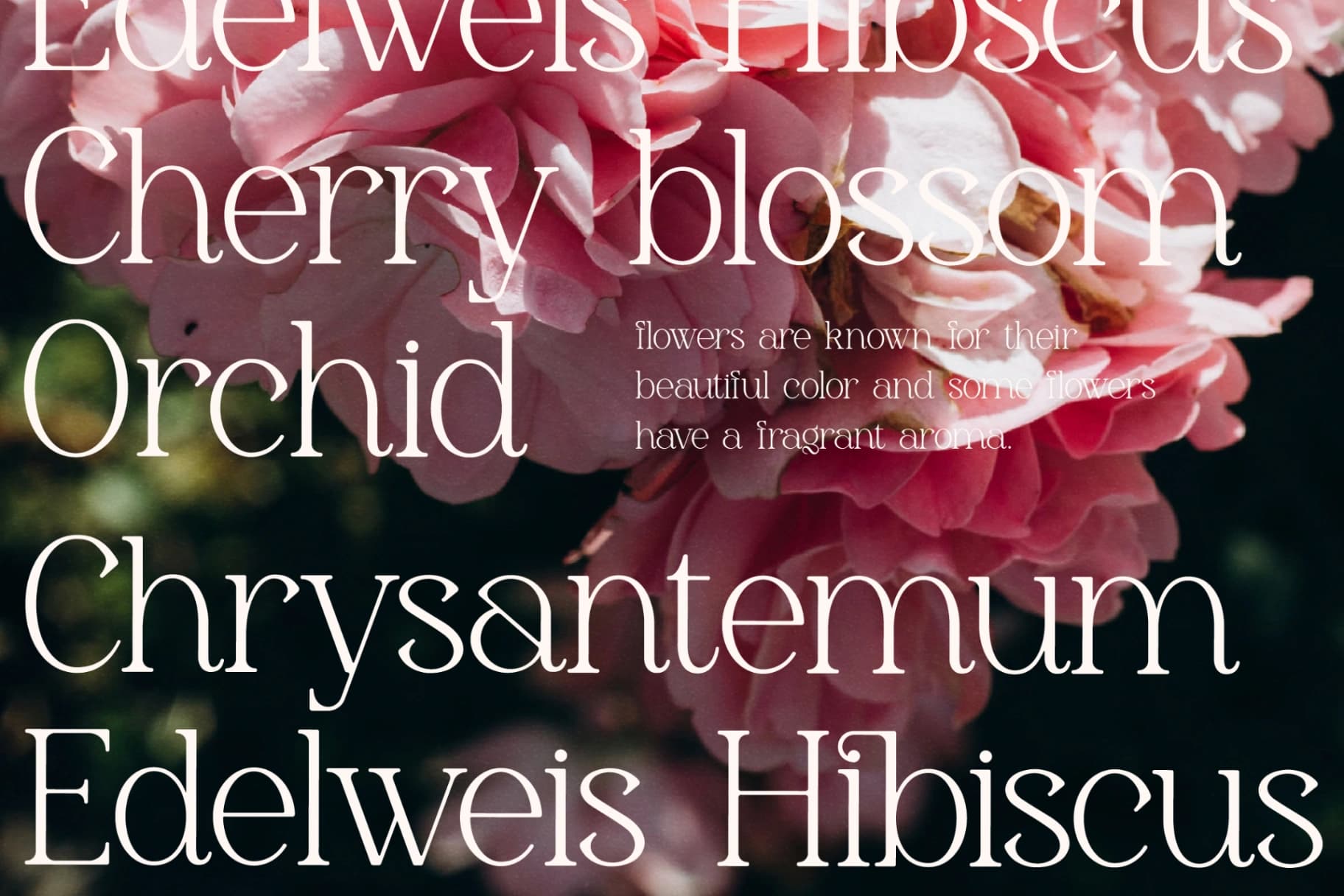 Preview 3 for Gerlick - Modern Serif Font