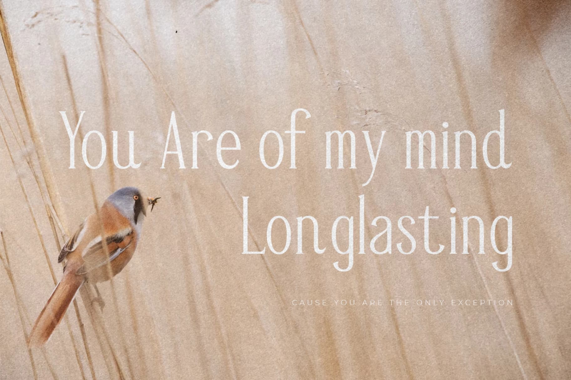 Preview 4 for Mendalion - A New Modern Serif Font