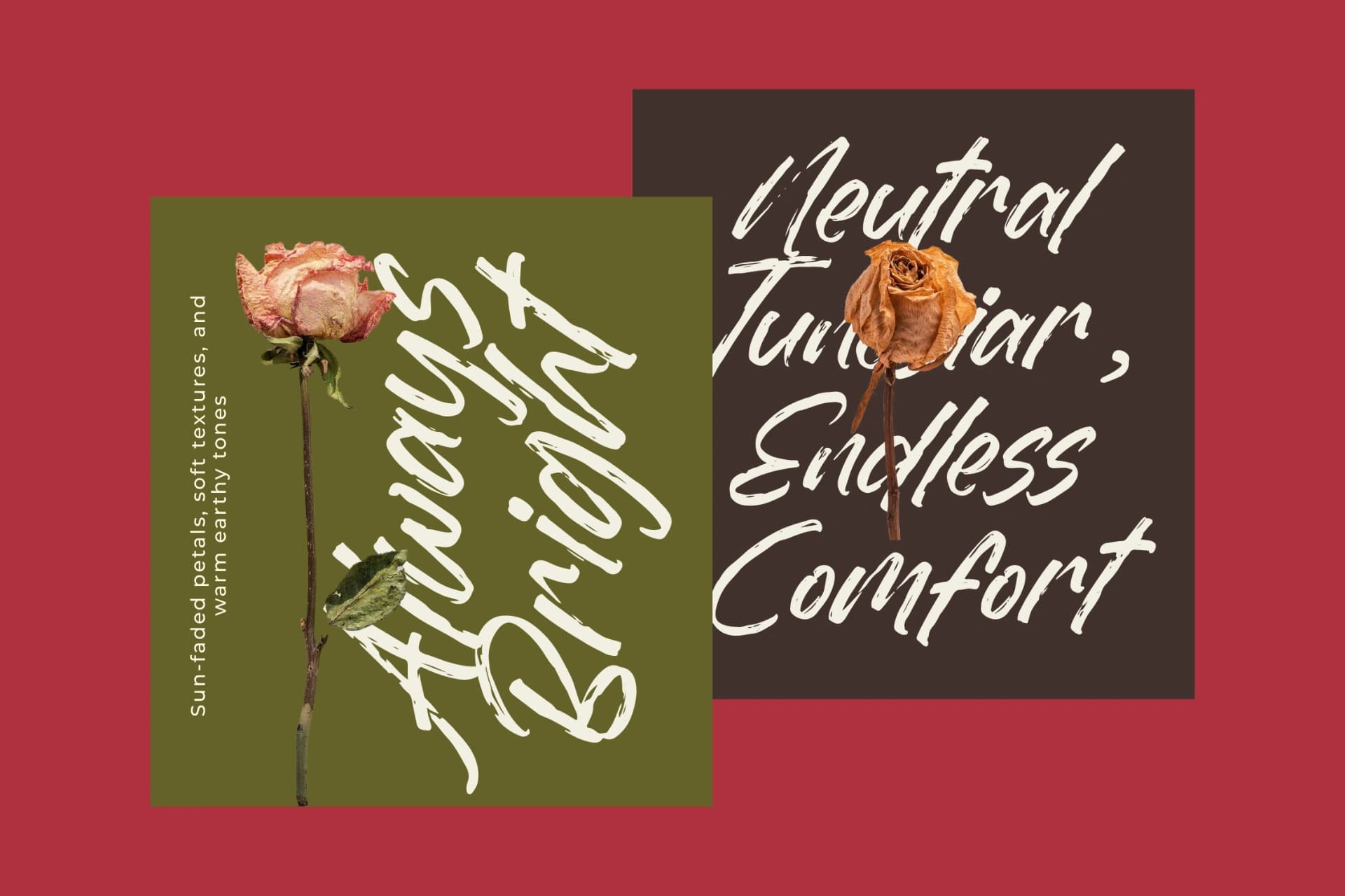 Preview 10 for Dummy Catidays - Handwritten Brush Font